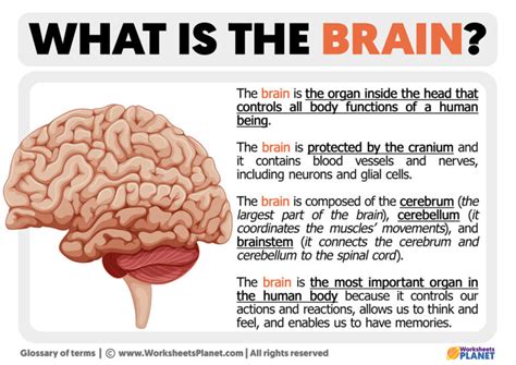 Brain Definition & Meaning .